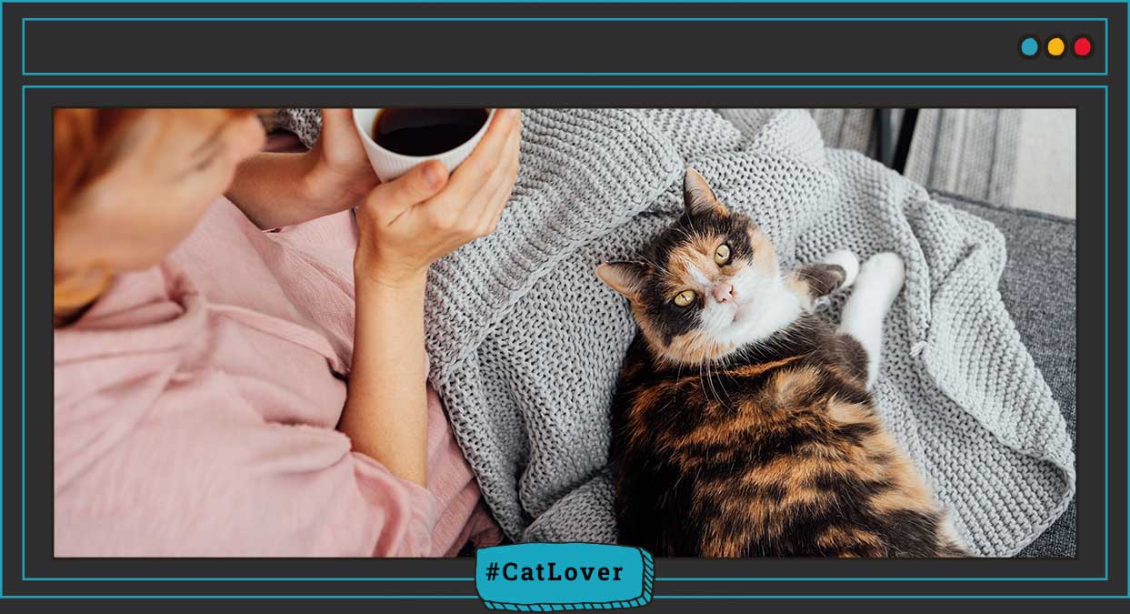 ¿por qué mi gato tiene la piel seca?